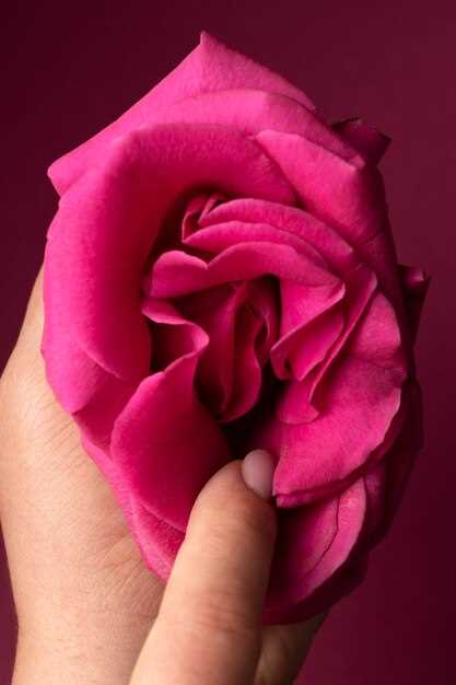 Роза дамасская - символ любви и красоты