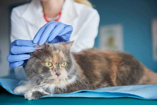 Лечение и профилактика образования трипельфосфатов в моче у кота